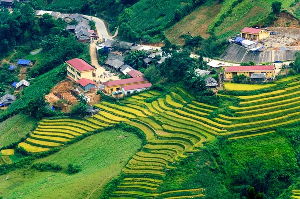 稻田上的梯田的木仓柴，Yenbai，越南。稻田准备收获在西北越南. — 图库照片
