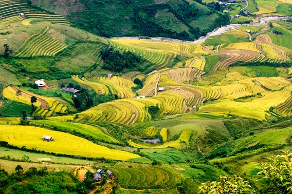 Campos de arroz en terrazas de Mu Cang Chai, YenBai, Vietnam. Los campos de arroz preparan la cosecha en el noroeste de Vietnam . — Foto de Stock