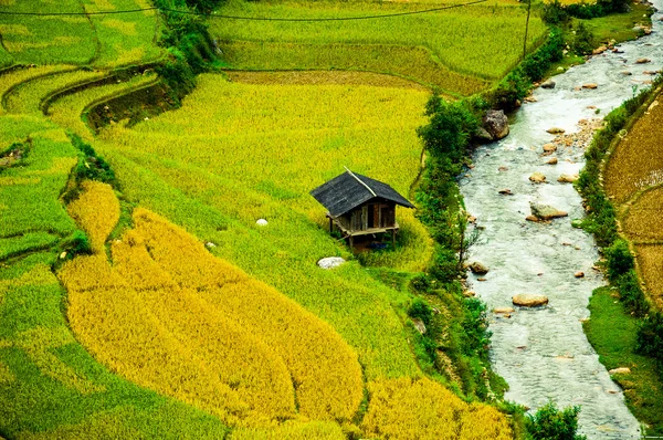 Rice fields on terraced of Mu Cang Chai, YenBai, Vietnam. Rice fields prepare the harvest at Northwest Vietnam. — Stock Photo, Image