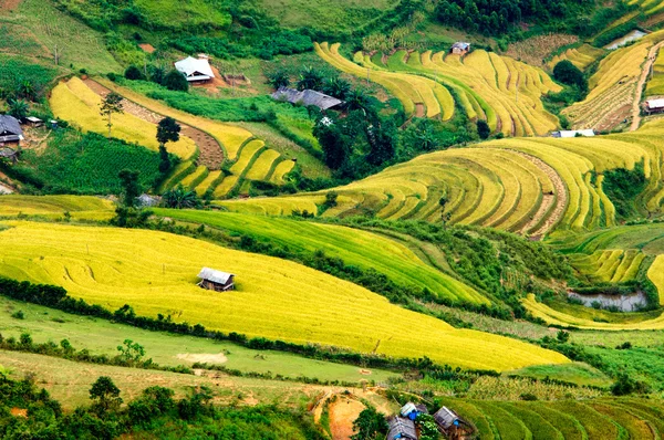 Рисовые поля на террасе Mu Cang Chai, YenBai, Вьетнам. Рисовые поля готовят урожай в Северо-Западном Вьетнаме . — стоковое фото