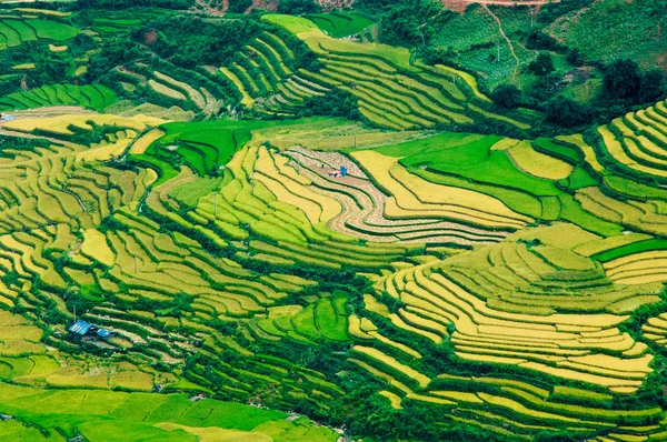Рисовые поля на террасе Mu Cang Chai, YenBai, Вьетнам. Рисовые поля готовят урожай в Северо-Западном Вьетнаме . — стоковое фото