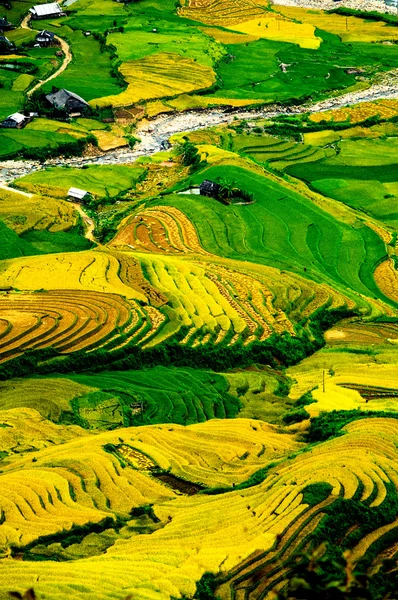 Рисовые поля на террасе Mu Cang Chai, YenBai, Вьетнам. Рисовые поля готовят урожай в Северо-Западном Вьетнаме . — стоковое фото