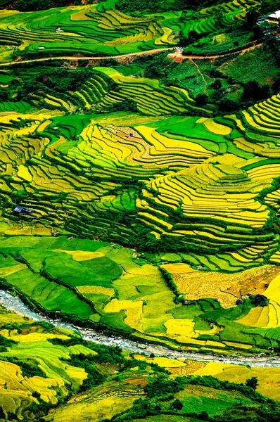 Рисовые поля на террасе Mu Cang Chai, YenBai, Вьетнам. Рисовые поля готовят урожай в Северо-Западном Вьетнаме . — стоковое фото