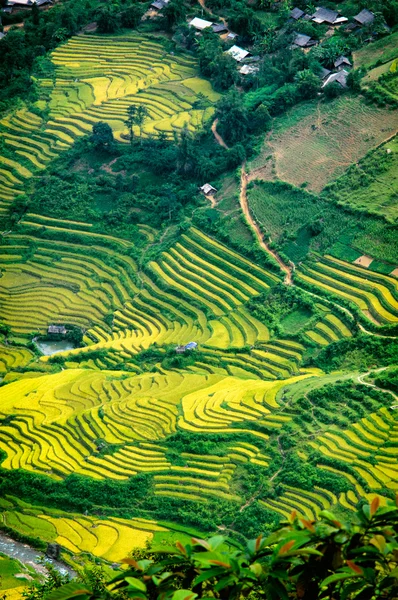 Рисовые поля на террасе Mu Cang Chai, YenBai, Вьетнам. Рисовые поля готовят урожай в Северо-Западном Вьетнаме . — стоковое фото