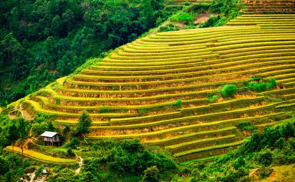 Reisfelder auf Terrassen von Mu Cang Chai, Yenbai, Vietnam. Reisfelder bereiten die Ernte im Nordwesten Vietnams vor. — Stockfoto