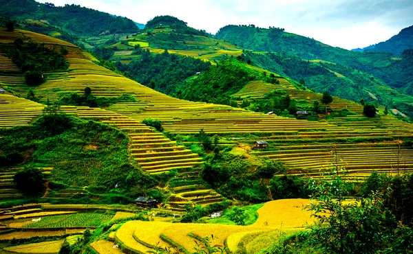 Campos de arroz em terraços de Mu Cang Chai, YenBai, Vietnã. Campos de arroz preparam a colheita no noroeste do Vietnã . — Fotografia de Stock