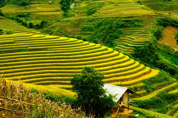 Pirinç tarlaları üzerinde Mu Cang Chai, Yenbai, Vietnam Teras. Kuzey Vietnam, hasat pirinç tarlaları hazırlamak. — Stok fotoğraf