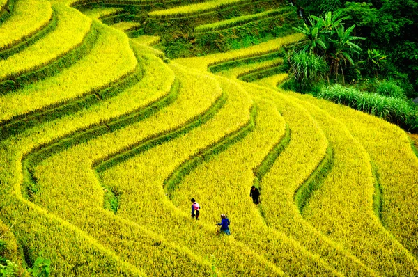 Рисовые поля на террасе Mu Cang Chai, YenBai, Вьетнам. Рисовые поля готовят урожай в Северо-Западном Вьетнаме . — стоковое фото