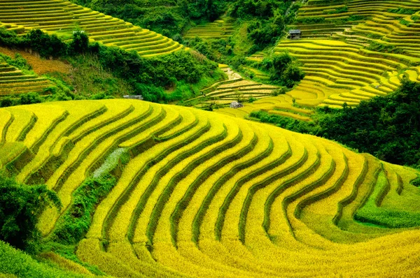 A rizsföldek teraszos a Mu Cang Chai, Yenbai, Vietnam. Rizs mezők készítse elő a betakarítás északnyugati Vietnam. — Stock Fotó