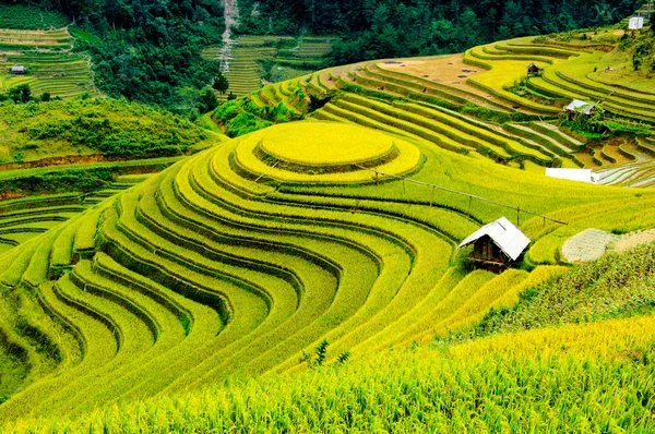 Rýžových polí na řadové z Mu Cang Chai, Yenbai, Vietnam. Rýžová pole připravit sklizně v severozápadní Vietnam. — Stock fotografie