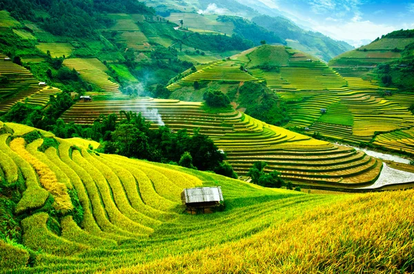 Risfälten på terrasserade av Mu Cang Chai, Yenbai, Vietnam. Risfälten förbereda skörden på nordvästra Vietnam. — Stockfoto