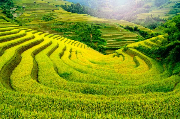 Rizières en terrasses de Mu Cang Chai, YenBai, Vietnam. Les rizières préparent la récolte au Vietnam du Nord-Ouest . — Photo
