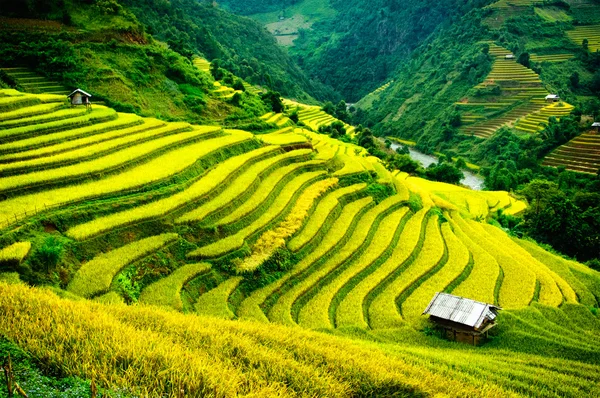 Reisfelder auf Terrassen von Mu Cang Chai, Yenbai, Vietnam. Reisfelder bereiten die Ernte im Nordwesten Vietnams vor. — Stockfoto