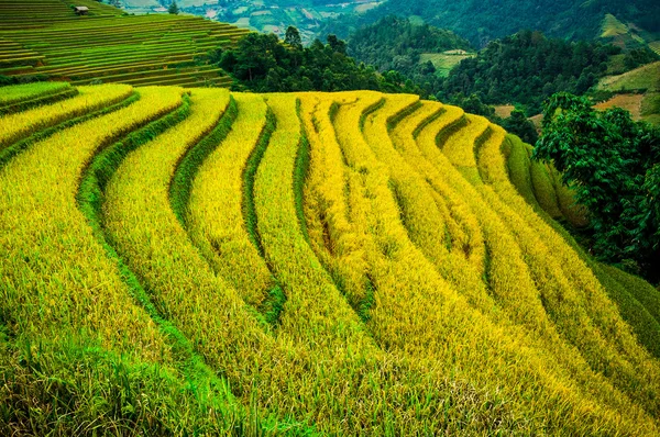 Campos de arroz em terraços de Mu Cang Chai, YenBai, Vietnã. Campos de arroz preparam a colheita no noroeste do Vietnã . — Fotografia de Stock