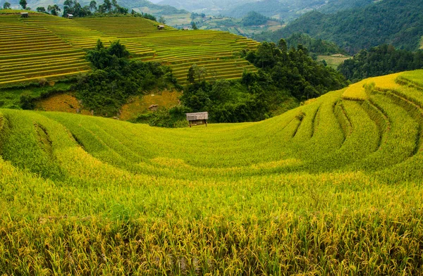 Pirinç tarlaları üzerinde Mu Cang Chai, Yenbai, Vietnam Teras. Kuzey Vietnam, hasat pirinç tarlaları hazırlamak. — Stok fotoğraf