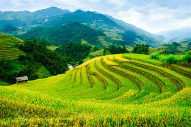 Pirinç tarlaları üzerinde Mu Cang Chai, Yenbai, Vietnam Teras. Kuzey Vietnam, hasat pirinç tarlaları hazırlamak.