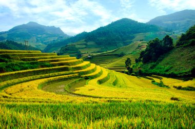 Pirinç tarlaları üzerinde Mu Cang Chai, Yenbai, Vietnam Teras. Kuzey Vietnam, hasat pirinç tarlaları hazırlamak.