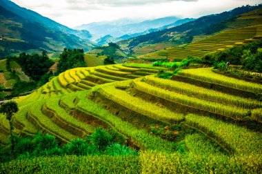 Pirinç tarlaları üzerinde Mu Cang Chai, Yenbai, Vietnam Teras. Kuzey Vietnam, hasat pirinç tarlaları hazırlamak.
