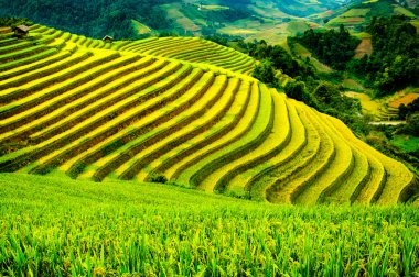 Pirinç tarlaları üzerinde Mu Cang Chai, Yenbai, Vietnam Teras. Kuzey Vietnam, hasat pirinç tarlaları hazırlamak.
