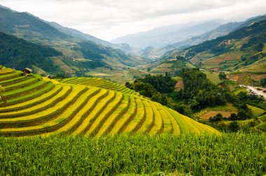 Pirinç tarlaları üzerinde Mu Cang Chai, Yenbai, Vietnam Teras. Kuzey Vietnam, hasat pirinç tarlaları hazırlamak.