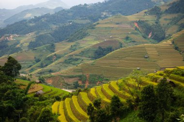Pirinç tarlaları üzerinde Mu Cang Chai, Yenbai, Vietnam Teras. Kuzey Vietnam, hasat pirinç tarlaları hazırlamak.
