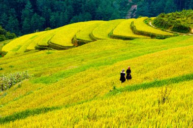 Pirinç tarlaları üzerinde Mu Cang Chai, Yenbai, Vietnam Teras. Kuzey Vietnam, hasat pirinç tarlaları hazırlamak.