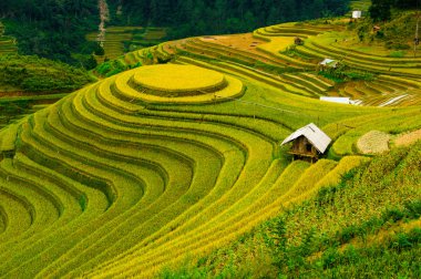 Pirinç tarlaları üzerinde Mu Cang Chai, Yenbai, Vietnam Teras. Kuzey Vietnam, hasat pirinç tarlaları hazırlamak.