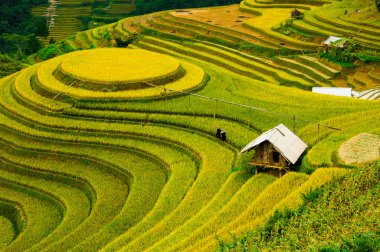 Pirinç tarlaları üzerinde Mu Cang Chai, Yenbai, Vietnam Teras. Kuzey Vietnam, hasat pirinç tarlaları hazırlamak.