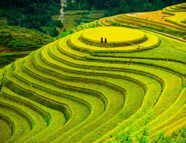 Pirinç tarlaları üzerinde Mu Cang Chai, Yenbai, Vietnam Teras. Kuzey Vietnam, hasat pirinç tarlaları hazırlamak.