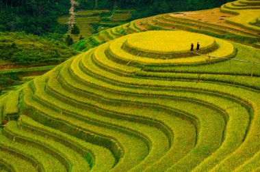 Pirinç tarlaları üzerinde Mu Cang Chai, Yenbai, Vietnam Teras. Kuzey Vietnam, hasat pirinç tarlaları hazırlamak.