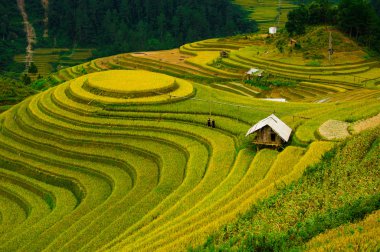 Pirinç tarlaları üzerinde Mu Cang Chai, Yenbai, Vietnam Teras. Kuzey Vietnam, hasat pirinç tarlaları hazırlamak.