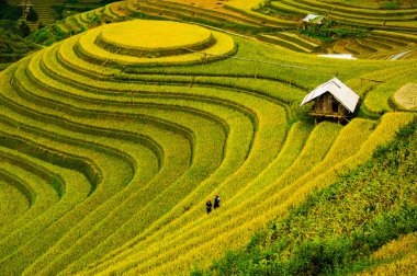 Pirinç tarlaları üzerinde Mu Cang Chai, Yenbai, Vietnam Teras. Kuzey Vietnam, hasat pirinç tarlaları hazırlamak.