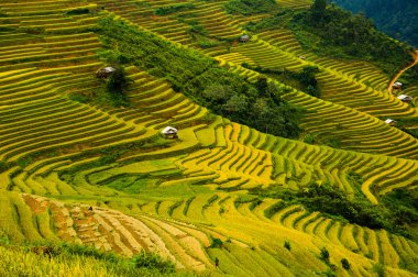 Pirinç tarlaları üzerinde Mu Cang Chai, Yenbai, Vietnam Teras. Kuzey Vietnam, hasat pirinç tarlaları hazırlamak.