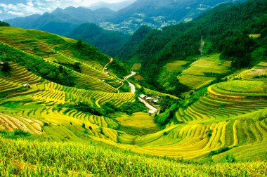 Pirinç tarlaları üzerinde Mu Cang Chai, Yenbai, Vietnam Teras. Kuzey Vietnam, hasat pirinç tarlaları hazırlamak.