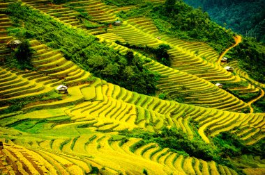 Pirinç tarlaları üzerinde Mu Cang Chai, Yenbai, Vietnam Teras. Kuzey Vietnam, hasat pirinç tarlaları hazırlamak.