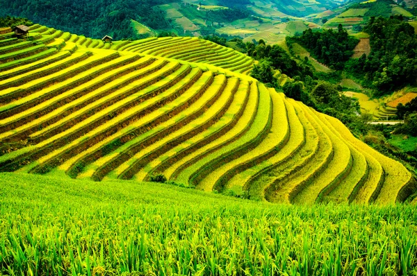 Rýžových polí na řadové z Mu Cang Chai, Yenbai, Vietnam. Rýžová pole připravit sklizně v severozápadní Vietnam. — Stock fotografie