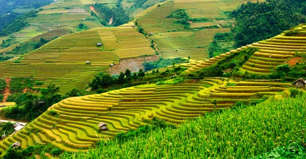 Rijstvelden op terrassen van Mu Cang Chai, Yenbai, Vietnam. Rijstvelden bereiden de oogst in Noordwest-Vietnam. — Stockfoto