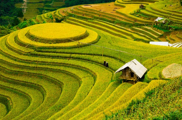 Рисовые поля на террасе Mu Cang Chai, YenBai, Вьетнам. Рисовые поля готовят урожай в Северо-Западном Вьетнаме . — стоковое фото