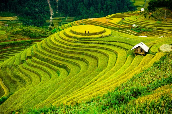 Rice fields on terraced of Mu Cang Chai, YenBai, Vietnam. Rice fields prepare the harvest at Northwest Vietnam. — Stock Photo, Image