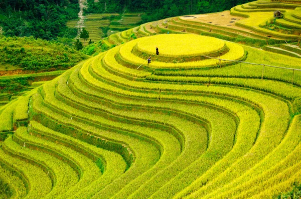 Pirinç tarlaları üzerinde Mu Cang Chai, Yenbai, Vietnam Teras. Kuzey Vietnam, hasat pirinç tarlaları hazırlamak.