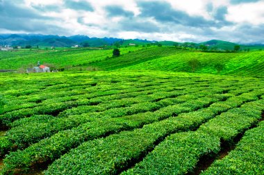 Çay plantasyon Mocchau yaylaları, oğlu la, Vietnam