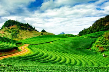 Çay plantasyon Mocchau dağlarında Vietnam.