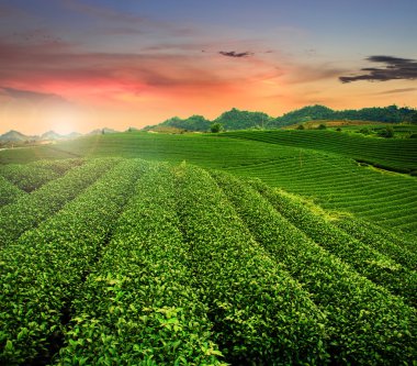 Çay plantasyon Mocchau dağlarında Vietnam.