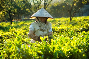 Çiftçiler üzerinde toplama çay yaprakları yeşil çay alanları Moc Chau Highland, Kuzey Vietnam, 27 Kasım 2013 yılında Teras.