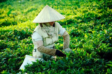 Çiftçiler üzerinde toplama çay yaprakları yeşil çay alanları Moc Chau Highland, Kuzey Vietnam, 27 Kasım 2013 yılında Teras.