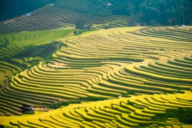 Laocai, Vietnam pirinç tarlaları teraslı.