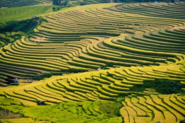 Laocai, Vietnam pirinç tarlaları teraslı.