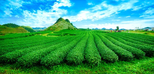 stock image Tea plantation Mocchau highlands, Son la, Vietnam