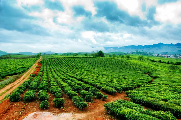 Υψίπεδα τσάι φυτεία Mocchau, γιος του la, Βιετνάμ — Φωτογραφία Αρχείου