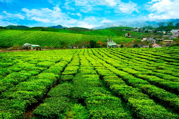 Thee plantage Mocchau hooglanden in Vietnam. — Stockfoto